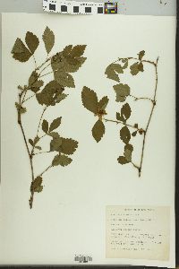 Rubus flagellaris image